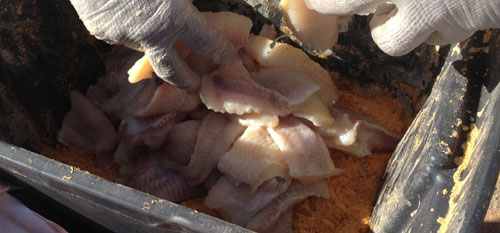 Catfish being hand Breaded 